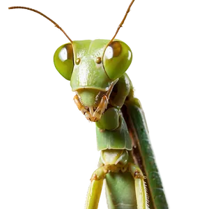 Praying Mantis Eyes PNG 82