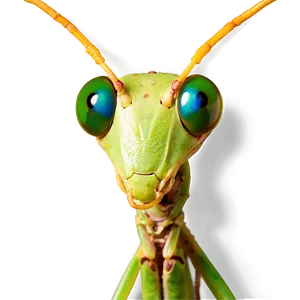 Praying Mantis Eyes PNG Ygv