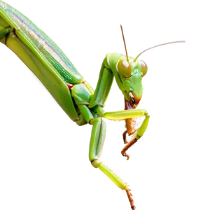 Praying Mantis Feeding PNG 06122024