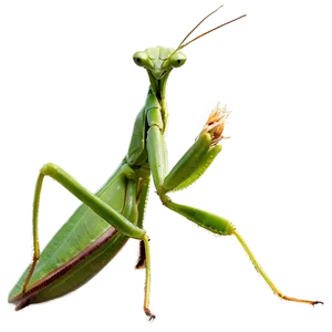 Praying Mantis Feeding Png 06122024 PNG image