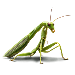 Praying Mantis Feeding Png Hnc PNG image