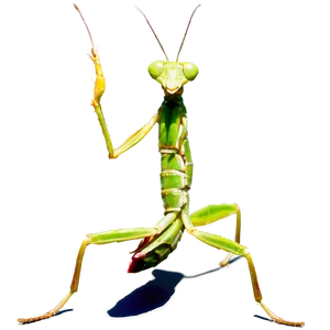 Praying Mantis Feeding Png Ock42 PNG image