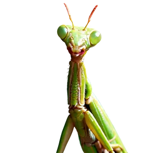 Praying Mantis Graphic Png Kro41 PNG image