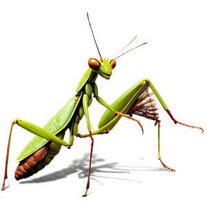 Praying Mantis Habitat PNG Opu