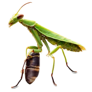 Praying Mantis Habitat Png Rlj96 PNG image