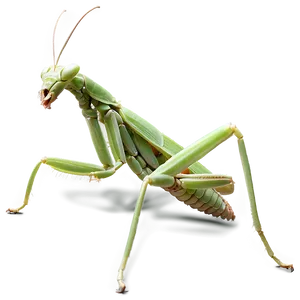 Praying Mantis Habitat PNG Syc27 PNG