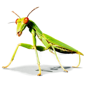 Praying Mantis Hunting PNG 06122024 PNG