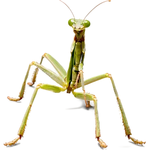 Praying Mantis Hunting PNG 10 PNG