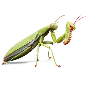 Praying Mantis In Action Png 15 PNG image