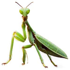 Praying Mantis In Action PNG 68 PNG