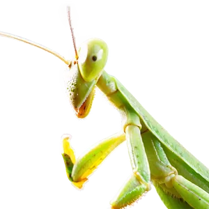 Praying Mantis In Fight PNG 42