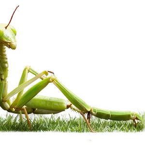 Praying Mantis In Grass Png Dqt11 PNG image