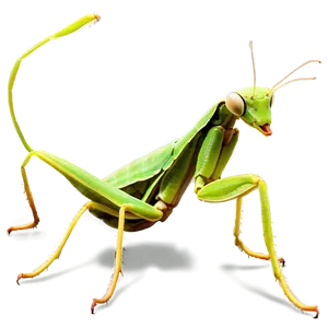 Praying Mantis In Nature PNG Fpp