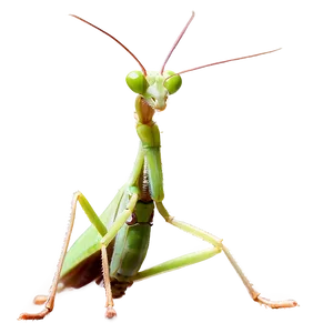 Praying Mantis In Nature PNG Qsg64 PNG