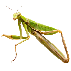 Praying Mantis Isolated PNG Boi
