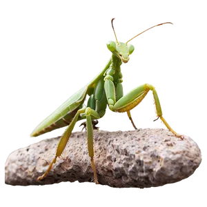 Praying Mantis Life Cycle Png Itu PNG image