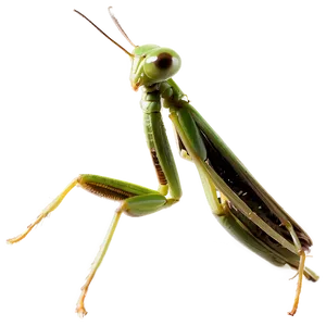 Praying Mantis Molting PNG Hdn