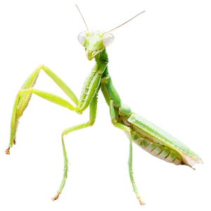 Praying Mantis Molting Png Tjn PNG image