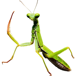 Praying Mantis On Leaf Png Mvt PNG image