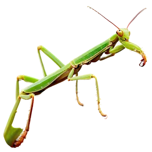 Praying Mantis On Leaf Png Pfo75 PNG image