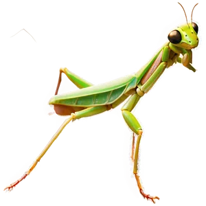 Praying Mantis Profile PNG 06122024