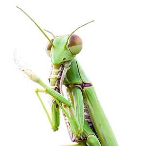 Praying Mantis Side View Png 23 PNG image