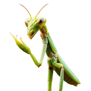 Praying Mantis Side View PNG 39 PNG