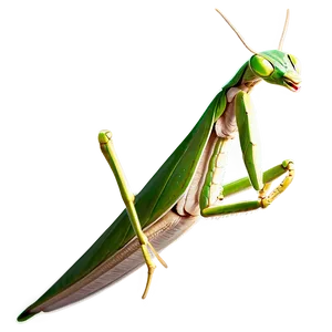 Praying Mantis Sketch PNG 06122024 PNG