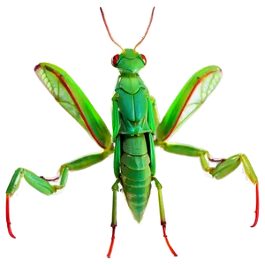 Praying Mantis Wings Png 35 PNG image