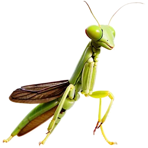 Praying Mantis Wings PNG 83