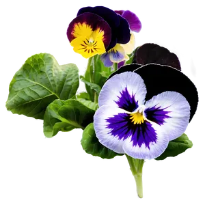 Precious Pansy PNG 06252024 PNG