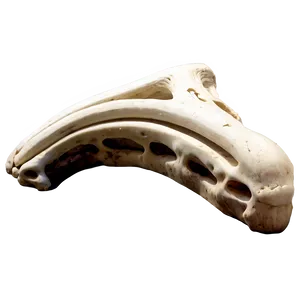 Prehistoric Animal Bone Png 34 PNG image