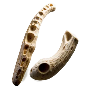 Prehistoric Animal Bone Png Ejj PNG image