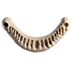 Prehistoric Animal Bone PNG Ywg19 PNG