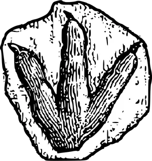 Prehistoric Plant Fossil Illustration PNG