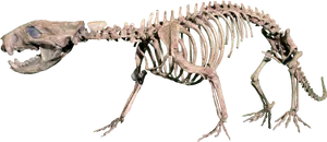 Prehistoric Skeleton Exhibit PNG
