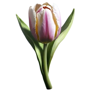 Pretty Tulip Sketch PNG Fxa4 PNG