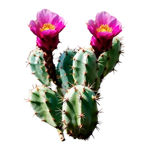 Prickly Pear Cactus Flower Png 06252024 PNG image