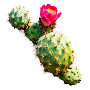 Prickly Pear Cactus Flower Png 06252024 PNG image