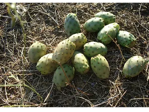 Prickly Pear Cactus Fruiton Ground.jpg PNG image