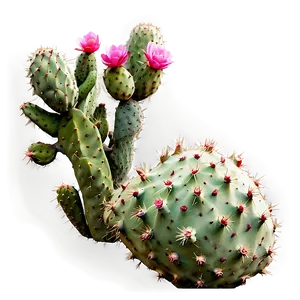 Prickly Pear Cactus PNG 05032024