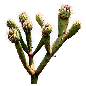 Prickly Pear On Branch Png 54 PNG image