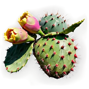 Prickly Pear On White Png 06252024 PNG image