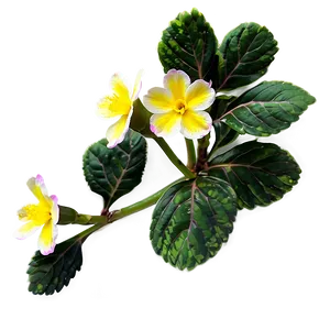 Primrose Flower Bush PNG 06122024