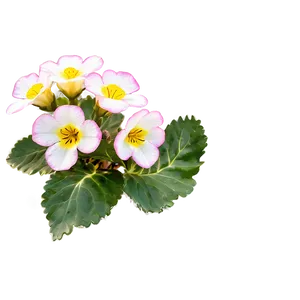 Primrose Flower Bush PNG 06122024