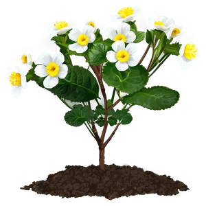 Primrose Flower Bush PNG 06122024
