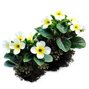Primrose Flower Bush PNG Yua