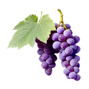 Pristine Condition Grape PNG 75 PNG
