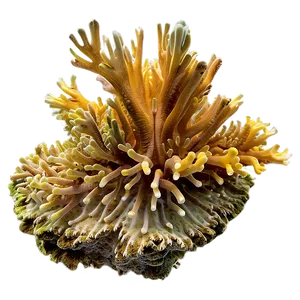 Pristine Coral Reef Png Rat PNG image