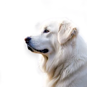 Profile Of A Great Pyrenees PNG 12